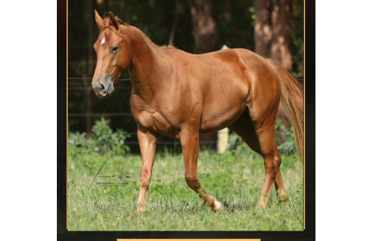 KING DOC LEO GCL